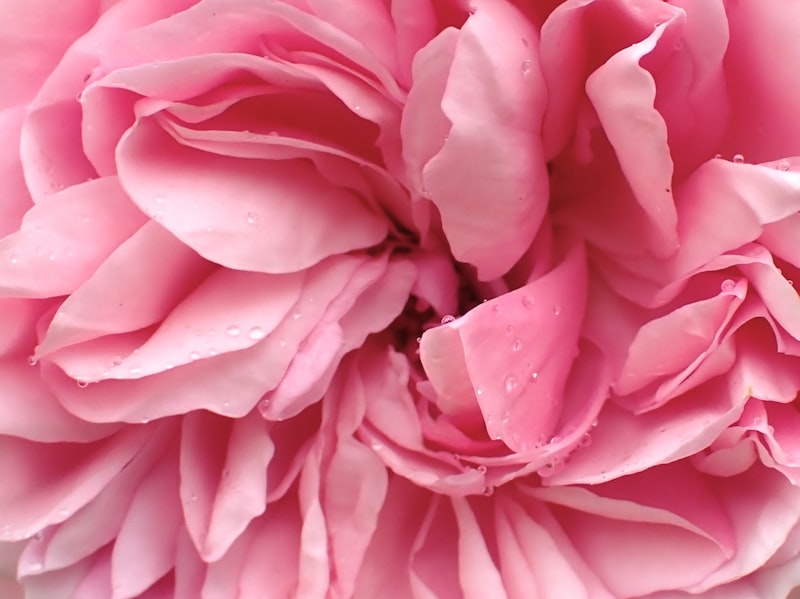 Taif Rose - ورد الطائف