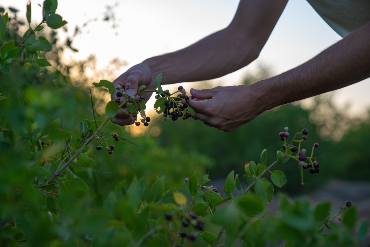 Hand-picking coffee cherries at sunset