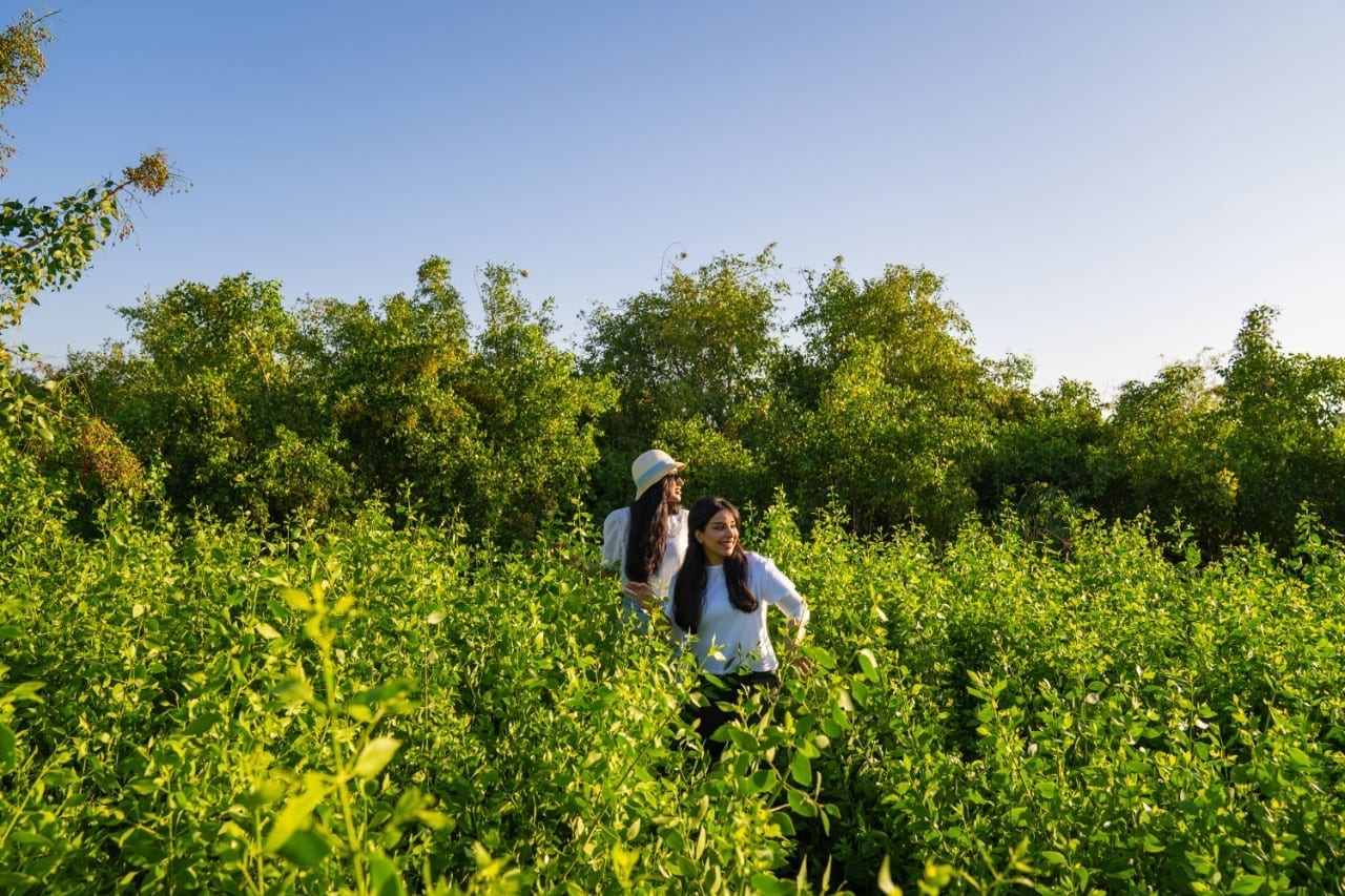 Visitors exploring Khawlani coffee fields