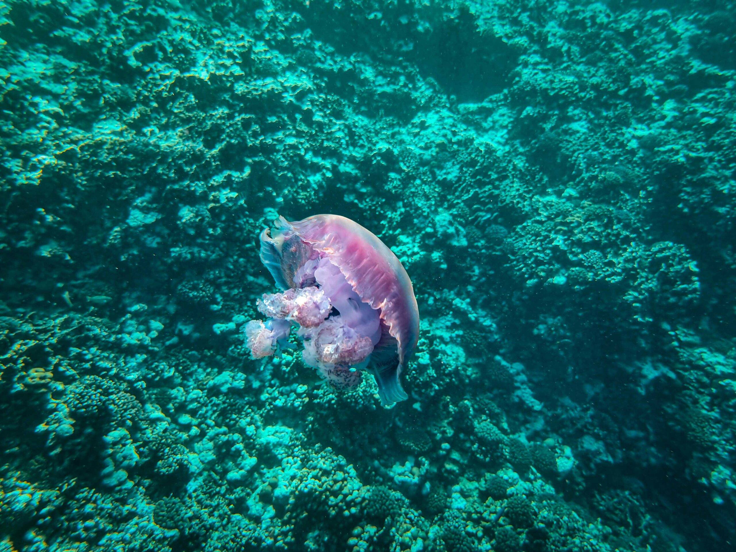 A stunning jellyfish gracefully swimming in the clear waters of Farasan Island.