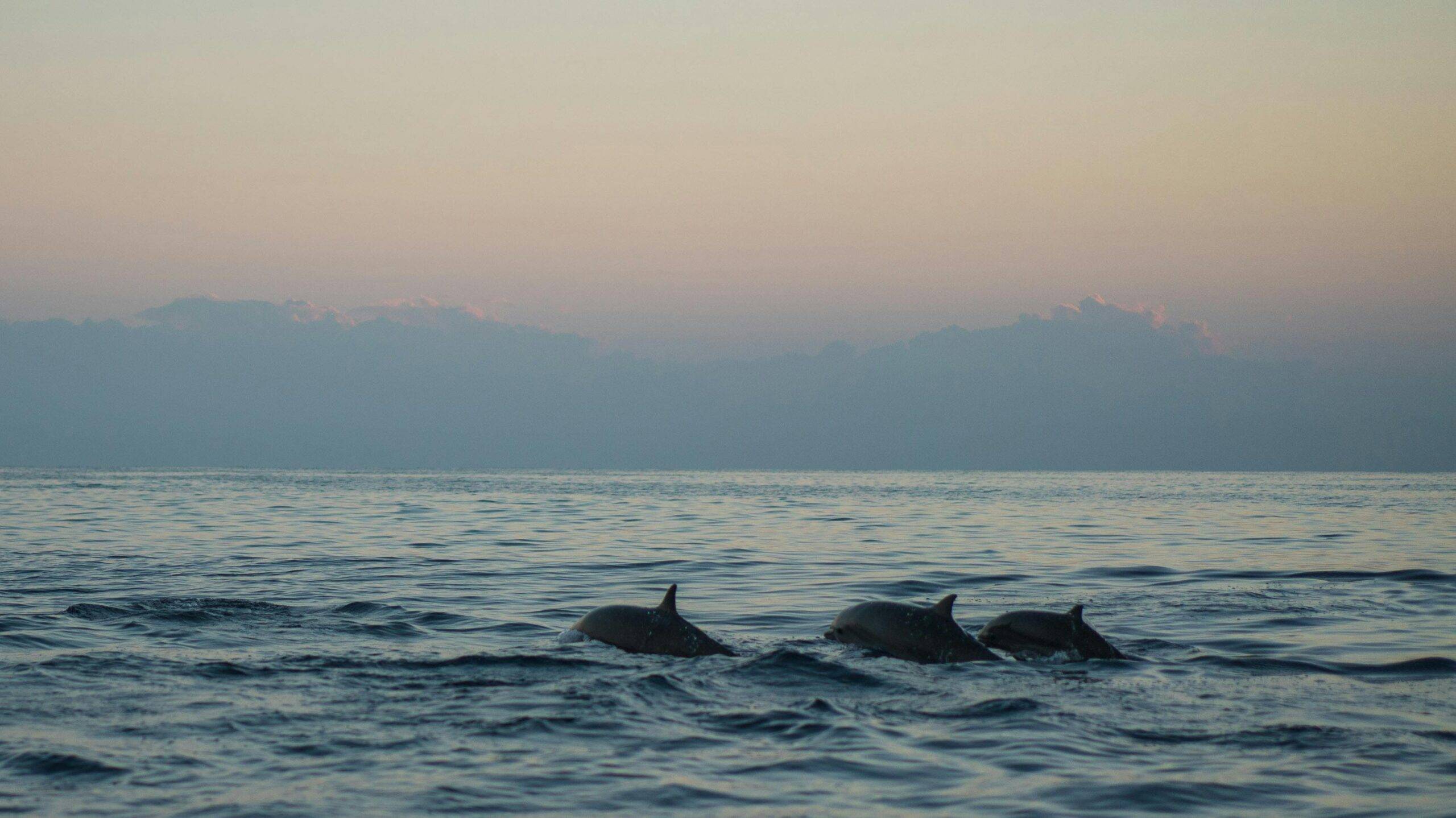 Beautiful view of dolphins swimming peacefully at dawn in a calm sea, capturing serene marine life.