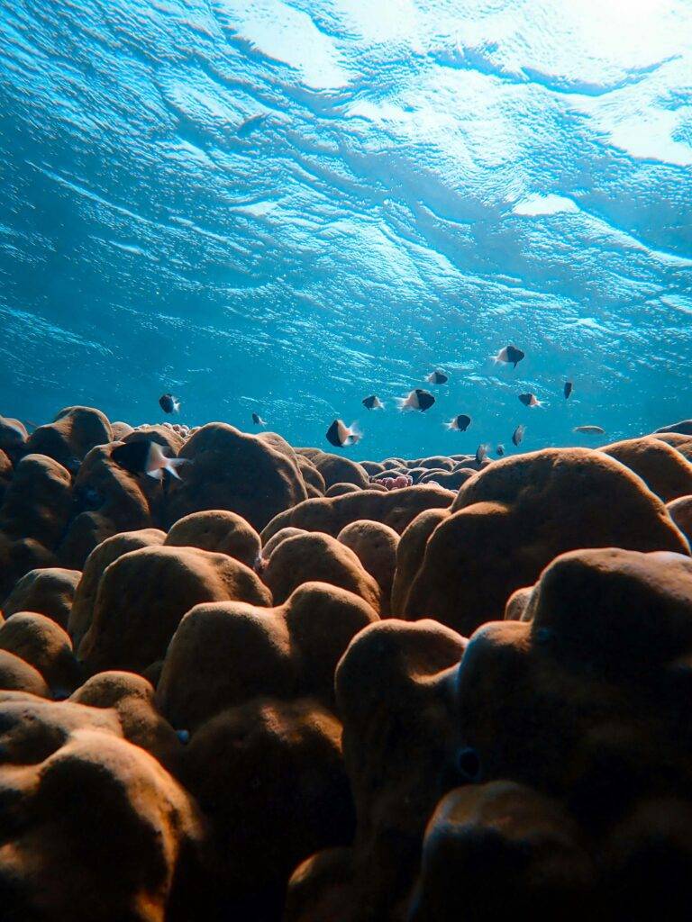 Vibrant coral formations with tropical fish swimming underneath a bright, sunlit ocean surface.