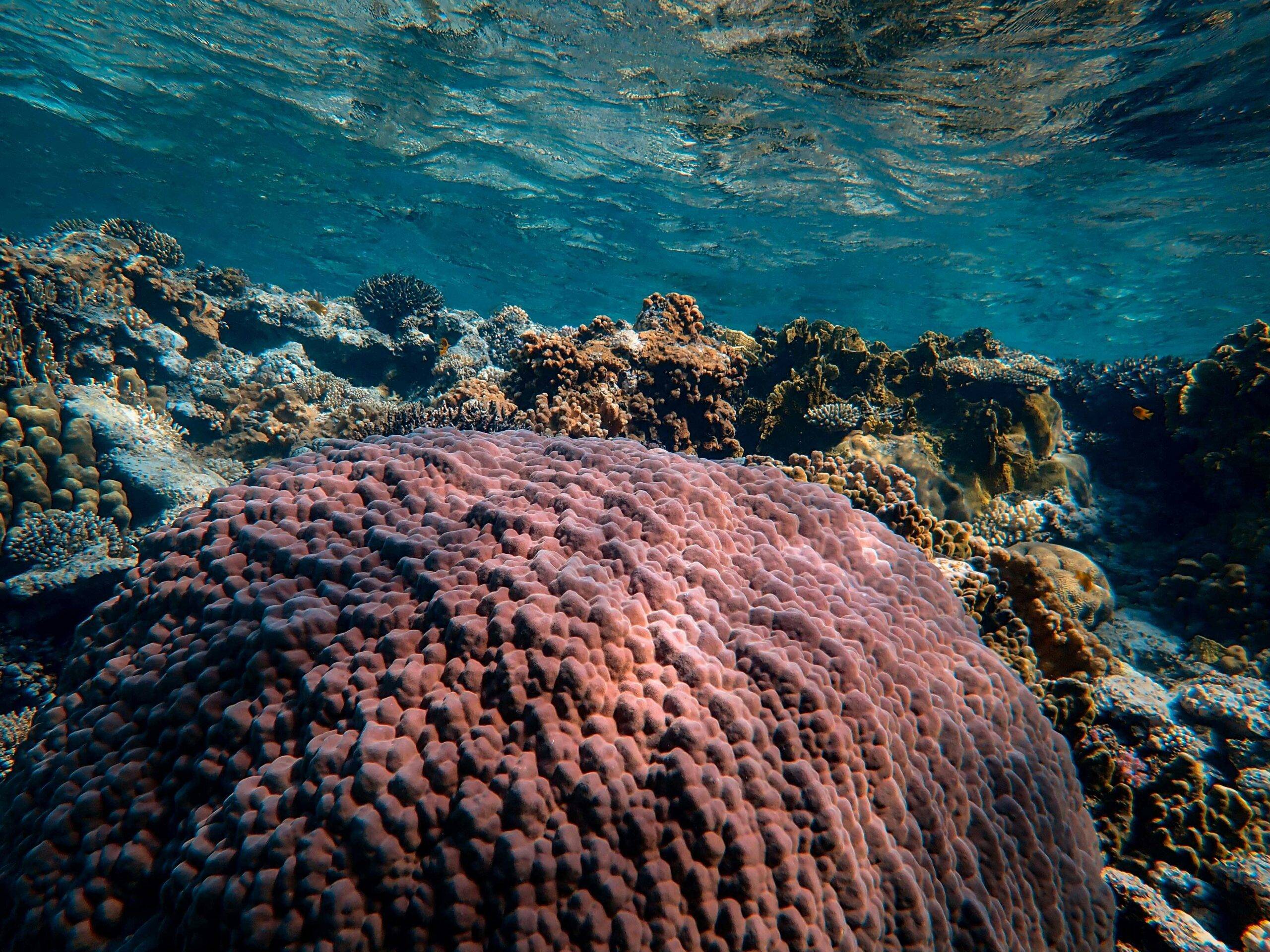 Colorful underwater coral reef in the Red Sea. Vibrant marine life thriving beneath the sunlit waters.